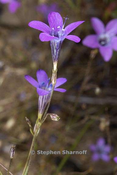 navarretia leptalea ssp leptalea 10 graphic